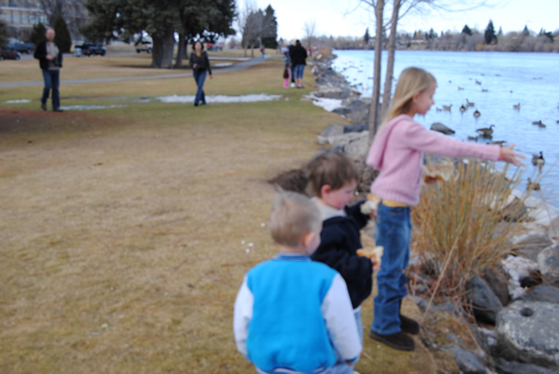 feeding ducks
