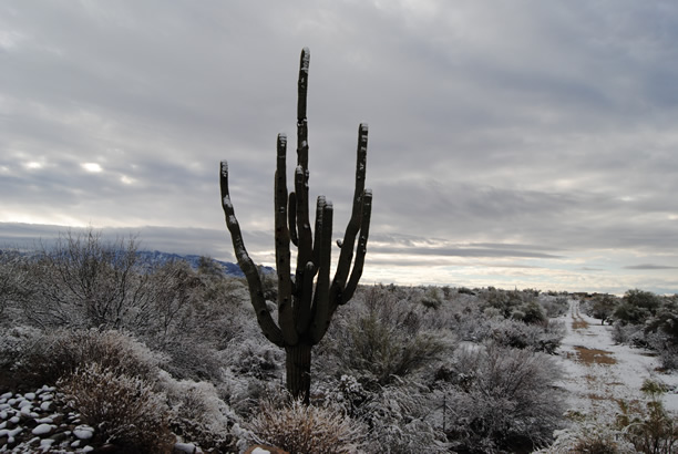global warming in Tucson